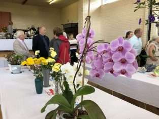 Show produce - orchids