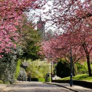 Aspects of Leek - Overall Winner by Alan Lees